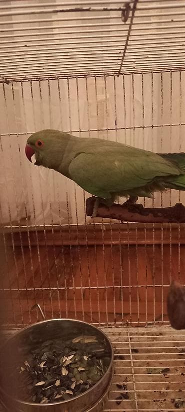 papuqay haqqında məlumat: Yaşıl rəngli uzunquyruq papağan (Psittacula növü) – Xüsusiyyətlər: - — 3