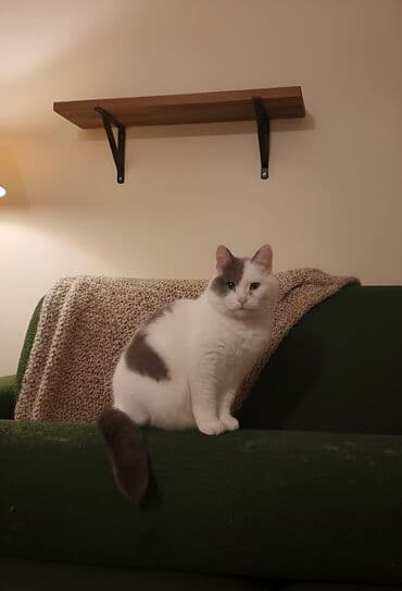 van pişiyi: Dişi, Yaxşı əllərə — 4