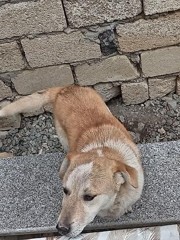 sərab coban iti: 10 ay, Erkek — 2