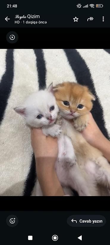 bala itler: Britan — 6