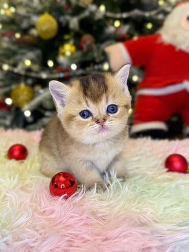 pers pişiyi: Cins Paroda pişikləri. Şotland, Britan, Pers. Rəngləri də cür bə cür — 3