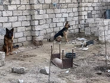 canavara oxsayan it: Alman çoban iti, Peyvəndli — 5