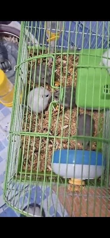 Ağ rəngli cırtdan hamster (dovşançıq) – ev heyvanı - Növ: cırtdan lalafo.az -da Ağ rəngli cırtdan hamster (dovşançıq) – ev heyvanı - Növ: cırtdan