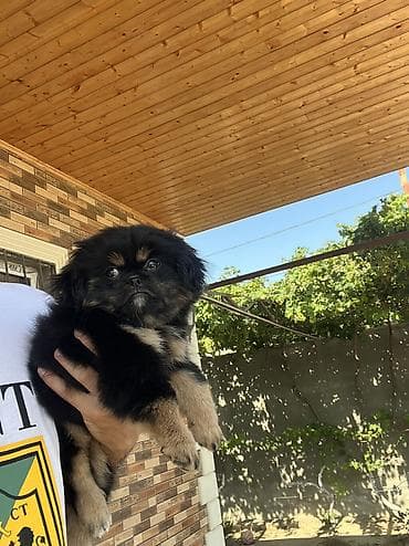 i̇sm: Pekines, 2 ay, Dişi, Peyvəndli — 6