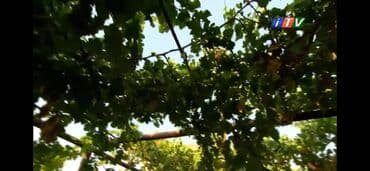 üzüm ağacı: Üzüm Ağacları Satılır Öz həyətimizin Məhsullarıdı Hər cur Növdə Üzüm — 4