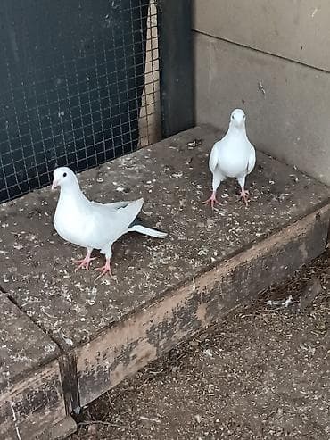 Pişiklər: Kövən tülək görməmiş quşlardır . təmiz çılpaq bir may bir erkəydi — 3