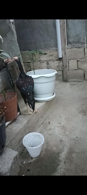 kullu xoruz: 4 ayndad şər yazmaqa Etyac yoxdu Atasnın döyüş vidyosu var - Uzun — 3