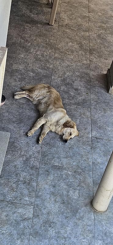 satiliq itler: Retriever, 1 il, Dişi, Sənədli, Ünvandan götürmə — 5