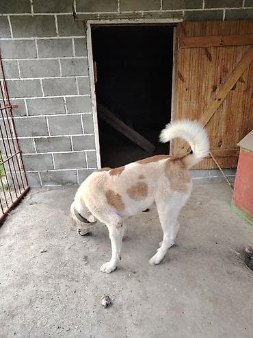 ev heyvanları satışı: Cinsi: Çoban iti (Qafqaz/Alabay və qurdbasar qarışığı) Xüsusiyyəti — 2