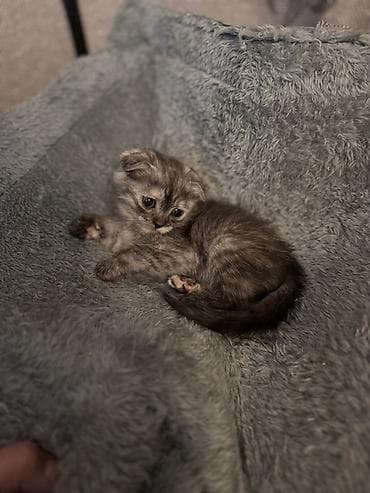 cat: Şotland yastı qulaq, Dişi, Ödənişli çatdırılma — 1