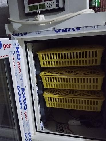 ander generator: Unvan Gilezidi.252tutumlu tam avtomatik inkubatordu.Adil usdadan — 3