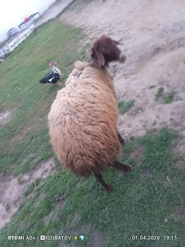 qoyunlar: Erkey toğulu satılır istəyən olsa yazsın video sun atım baxın real — 4