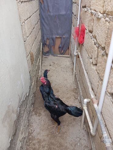 Heyvanlar üçün mallar: Xoruz, Heyratı, il: 1, Ödənişli çatdırılma — 3