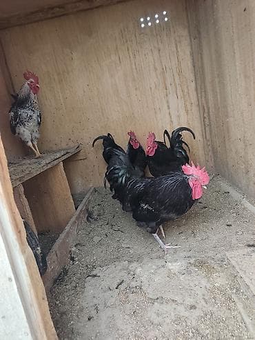 Atlar: Salam cin heyvanlardi atalari avstralop analari serebrist böyük — 3