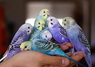 Bentley: Papugaylar optavoy 9 azn — 4