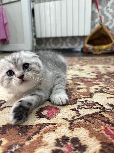 Şinşilla, Erkək, Dişi