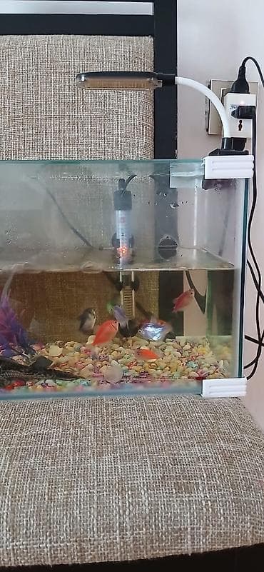 ağ balıq: Şüşə akvarium komplekti – balıqlar və aksesuarlarla - Ölçü: təxminən — 2