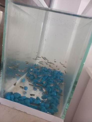 beta balığı qiymət: Baliqlar Sayni bilmirem necedenedir saymaq olmur cox oldugu ucun — 7