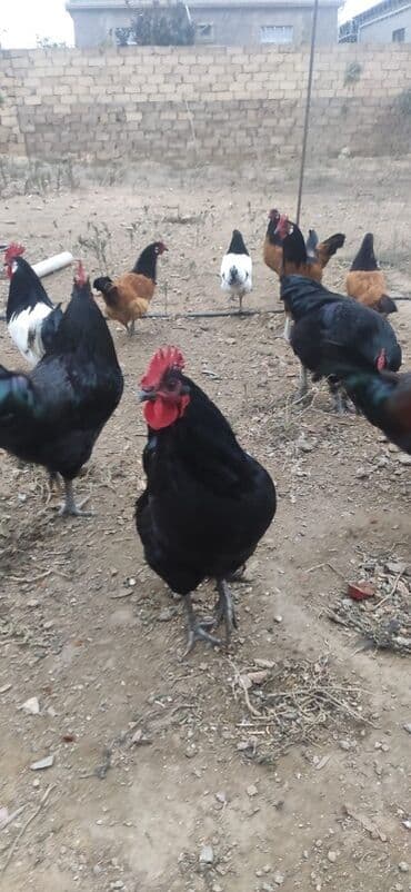 3 toyuq 3 gune 3 yumurta: Salam.yalniz qaralar satilir 7 ayligdilar hec bir prablemi yoxdu — 3