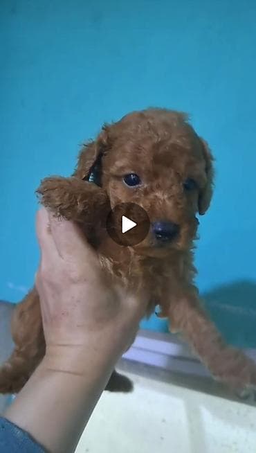 Pudel, 1 ay, Erkek lalafo.az -da Pudel, 1 ay, Erkek