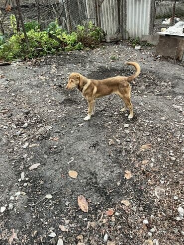 yasil bas ordek: 5 ay, Erkek — 6