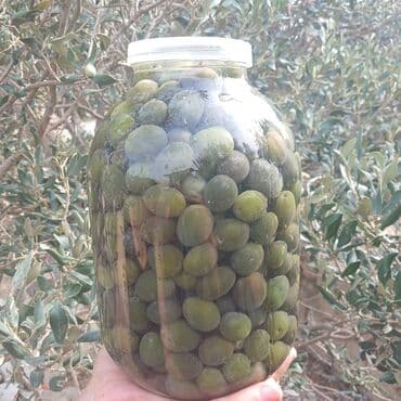 zeytun ağaci: Zeytun turşusu(şorabası) — 2