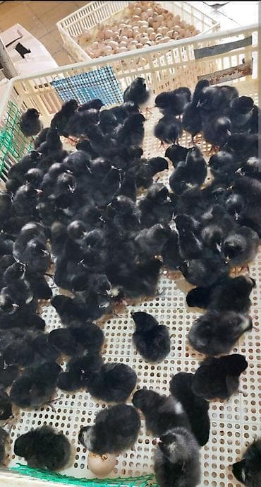 Salam Allah herkesin coreyin versin. lider55 .Xarkov qenberi