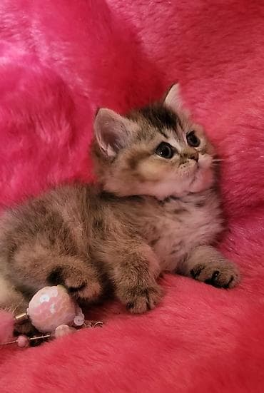 pişiylər: Britan, Dişi — 5