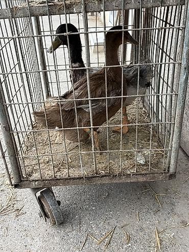 at satısı: Satılır: ördəklər (cüt) - Növ: ferma/ev quşu – ördək - Say: 2 ədəd — 3