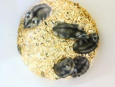 balaca cücə: Kiçik dekorativ heyvanlar – xırda hamsterlər Məhsul təsviri: - Növ — 2