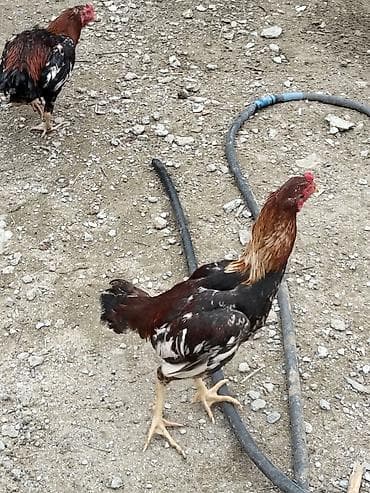 sort toyuqlar: Məhsul: Yerli toyuq sürüsü – xoruz və toyuqlar Xüsusiyyətlər: - Növ — 9