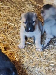 avçarka bala: Kanqal — 10