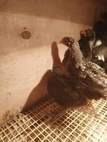 toyuq yuvası: Toyuq cücələri, Ətlik — 3