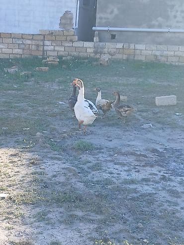 broyler cuce satisi: Salam oz qapimin 1 illik saglam 4 diwi 1 erkek diwiler yerridiler ekek — 5