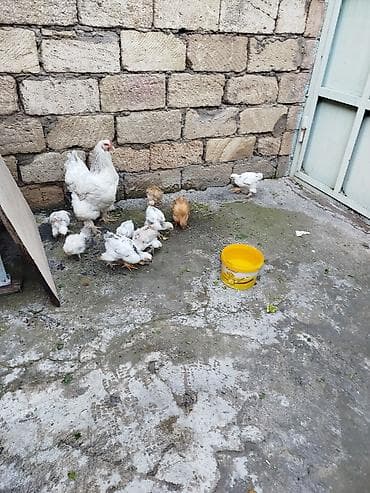yerli inek cinsleri: Toyuq, Damazlıq — 3