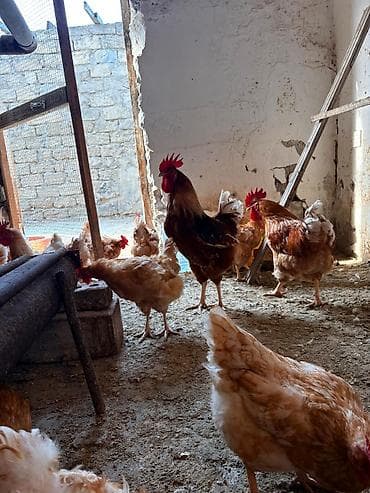 cex qus: Toyuq cücələri, Damazlıq, Ünvandan götürmə — 5