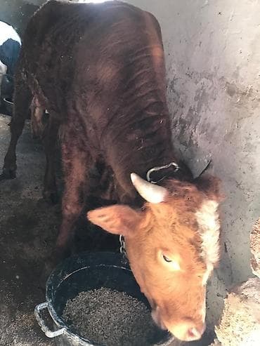 etlik cuce satisi: Erkək Dana Satlllr. 8. aylk təxmini 80 kq. 1200 — 1