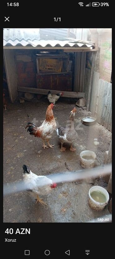 İtlər: Məhsul: Xoruz - Şəkildə görünən sağlam, aktiv xoruz. - Rəng — 1