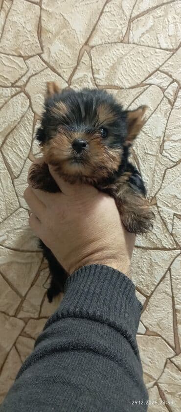 Yorkşir teryer, Erkek