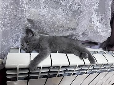 afcarka bala: Rus mavi, Dişi, Yaxşı əllərə, Ünvandan götürmə, Ödənişli çatdırılma — 8