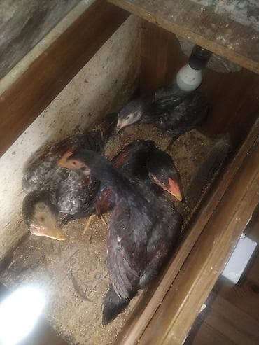 сетка для клетки попугая: Куриные цыплята, Для разведения — 1