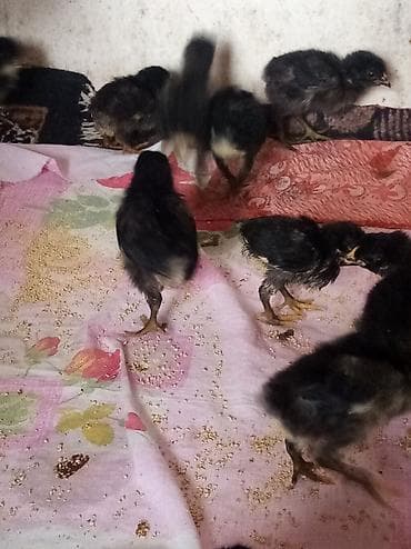 Toyuq cücələri, Damazlıq, Ünvandan götürmə