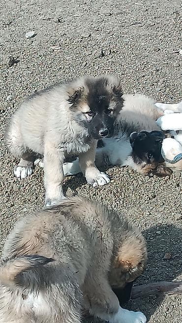 ördək neçə günə bala çıxarır: Kanqal — 2