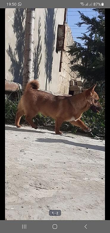 Heyvanlar üçün mallar: 8 ay, Dişi, Peyvəndli — 1