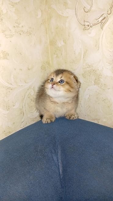 pişik pulsuz: Şotland yastı qulaq, Erkək, Dişi, Yaxşı əllərə, Ünvandan götürmə, Pulsuz çatdırılma, Ödənişli çatdırılma — 5