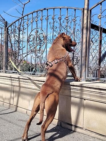 golden it cinsi: Pitbul, 10 ay, Erkek, Peyvəndli — 3