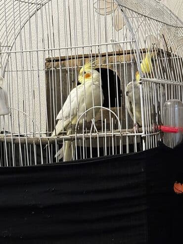 Riyaziyyat: Hazır cüt quşlardı Dişi iri qırmızıgöz quşdu Erkəy isə ələ gəlir — 1