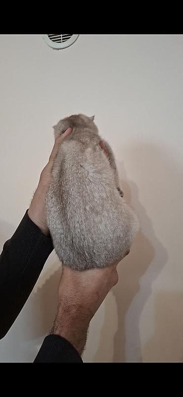 oğlan pisik adlari: Britan — 5