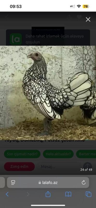 zümrüd ördək: Самец, | Linda, Для яиц, Бесплатная доставка — 13