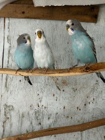 bala tutuquşu: Cütə hazır erkek mavi erkek tutuqusular satılır, əlaqə votsap yalnız — 2